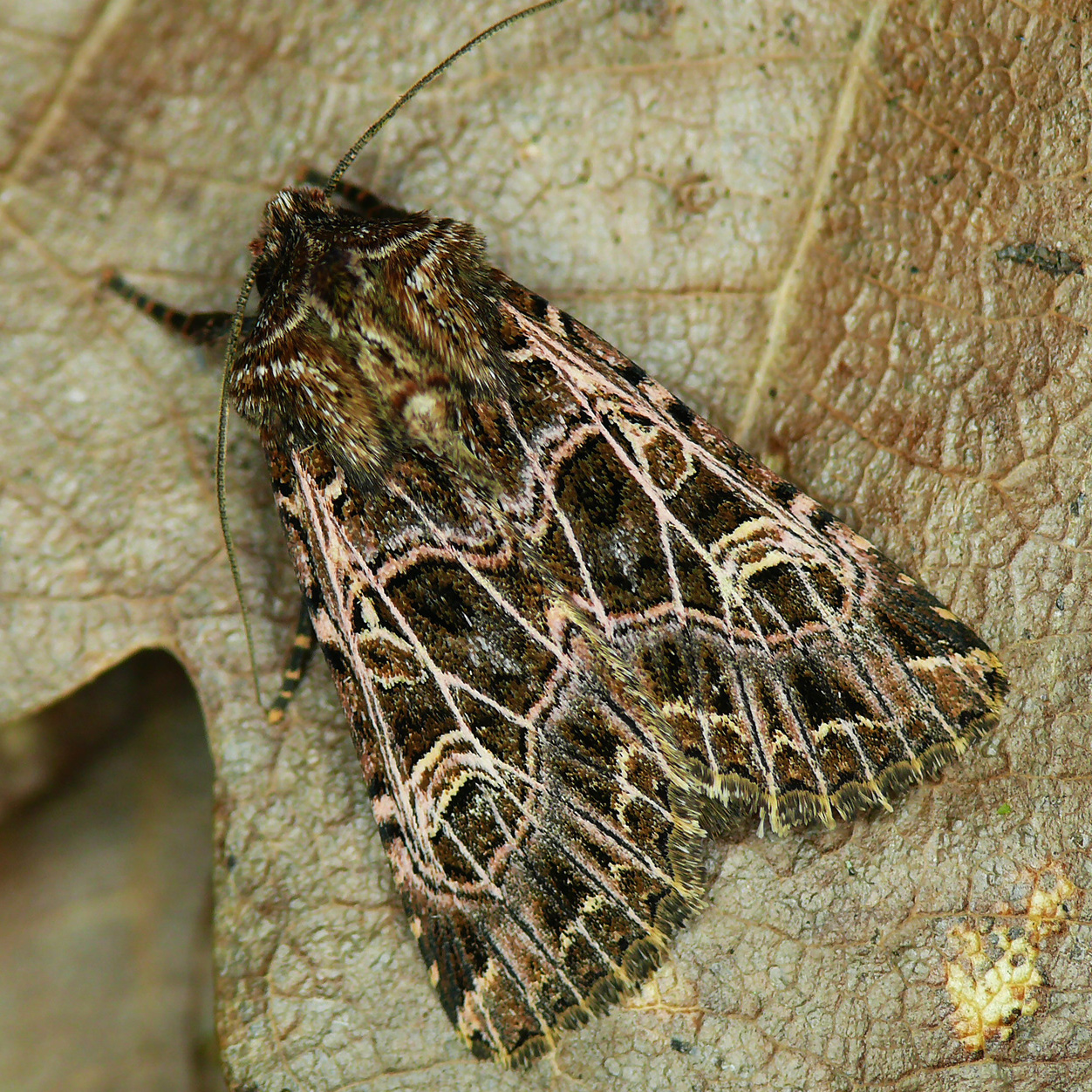 bordered gothic moth