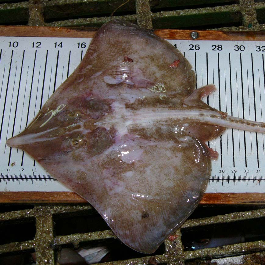 a common skate