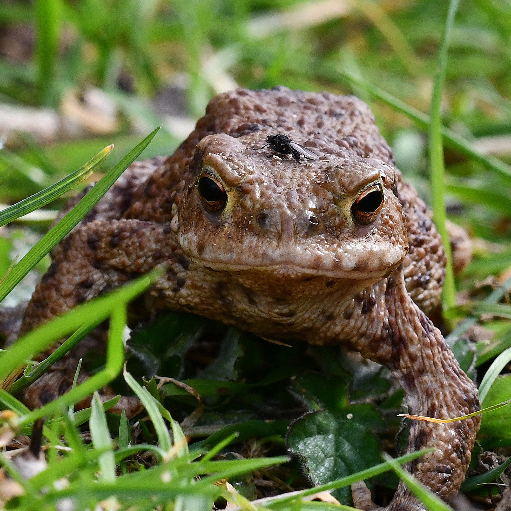 a common toad sitting in grass looking directly at the camera