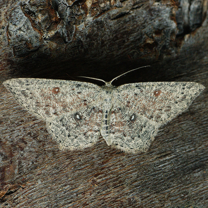 Dingy Mocha moth
