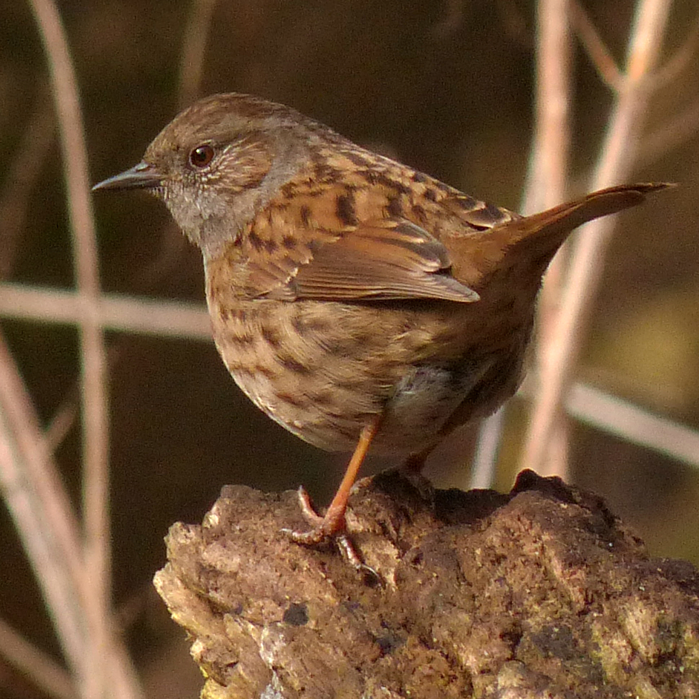 a dunnock perched on a tree stump