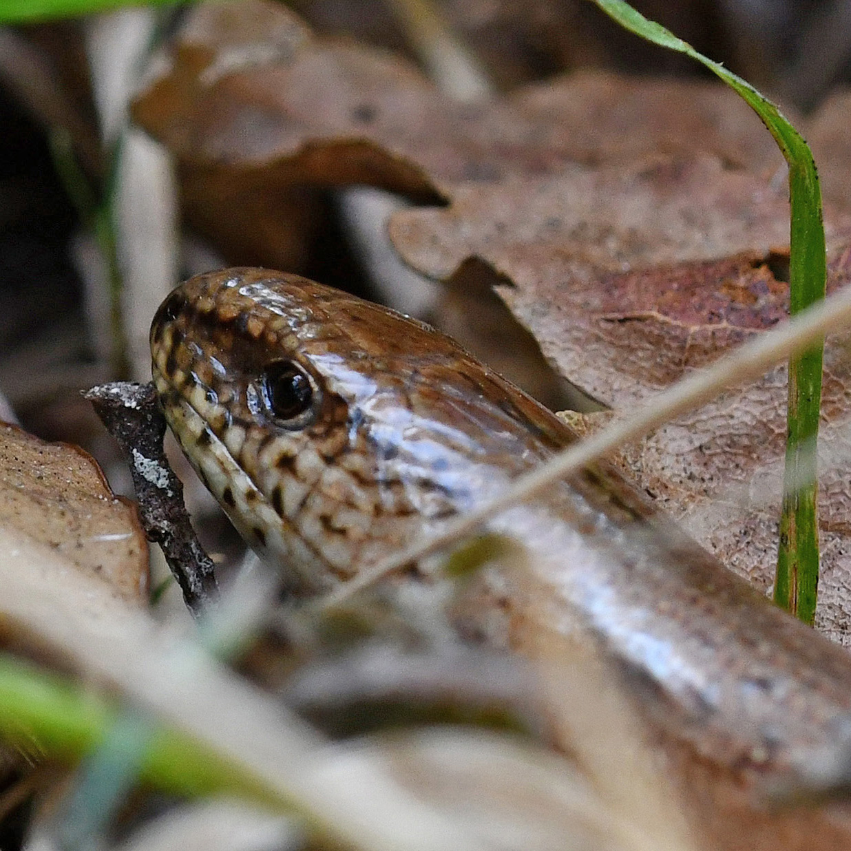 a close up of a slow worm