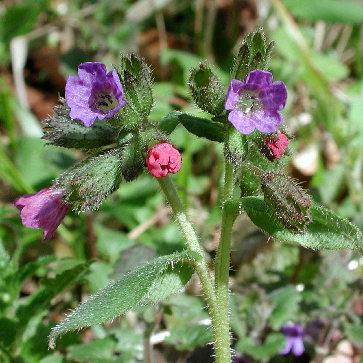 Unspotted Lungwort 