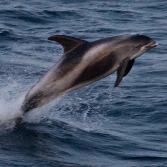 A white-beaked dolphin jumps out of the sea