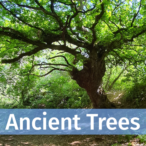 Link to Suffolk Ancient Trees