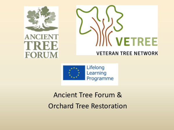Ancient Tree Forum and orchard tree restoration - Helen Read
