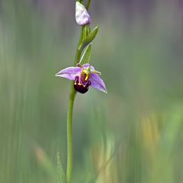 Bee Orchid in flower