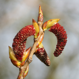 The red catkins of a male black poplar