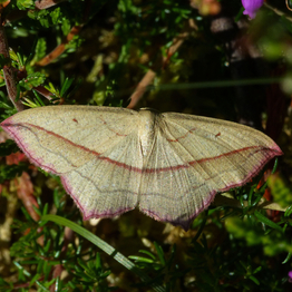 Blood vein moth with wings spread