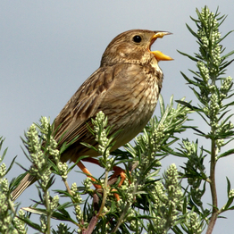 Corn Bunting perched on the top of a hedge singing