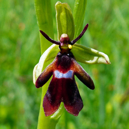 Fly orchid in bloom
