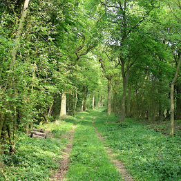 A wide path through deciduous wood