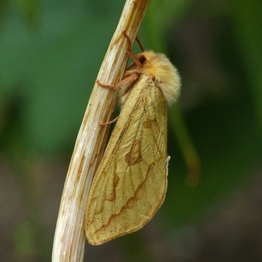 A ghost moth resting on a plant stem