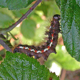 A caterpillar moving between leaves