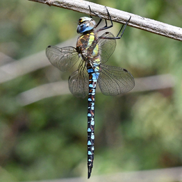 Migrant hawker dragonfly resting on a plant stem