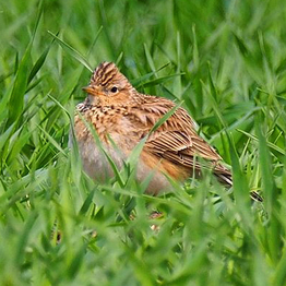 Skylark resting in a field with a young cereal crop growing