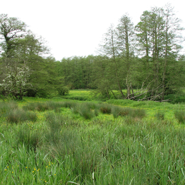 A landscape view of marshy land and trees