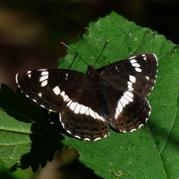 White admiral butterfly resting on a leaf