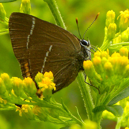 A butterfly resting on yellow flowers