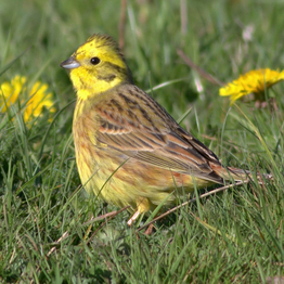 Yellowhammer on the ground in a short turfed meadow