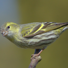 A siskin perched on a small branch