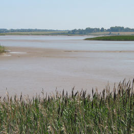 Winding estuary mudflats lined by reedbeds