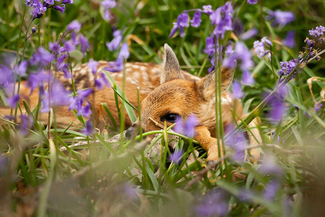 Fawn laying in bluebells 