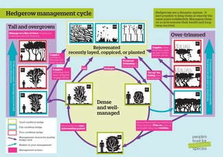 Infographic showing optimum hedgerow management cycle