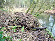 A pile of twigs and branches on a wooded river bank