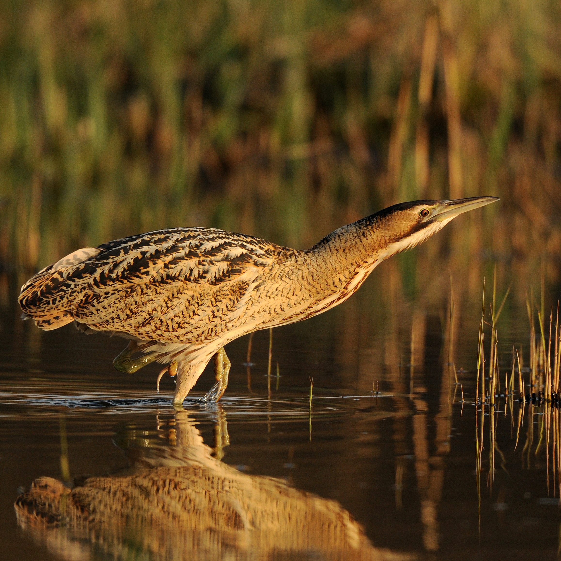 a bittern in shallow water in front of reeds
