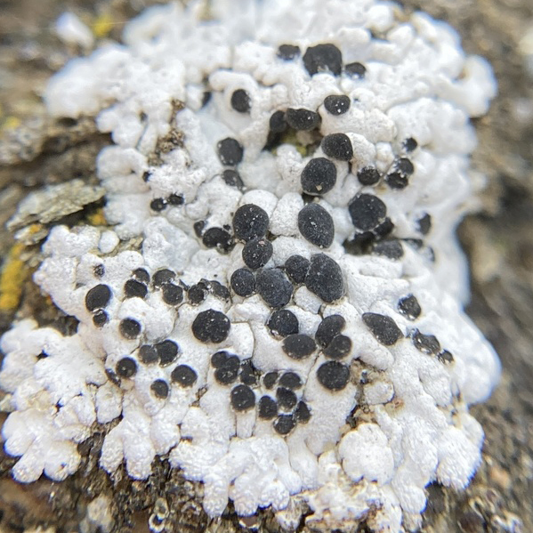 starry breck-lichen