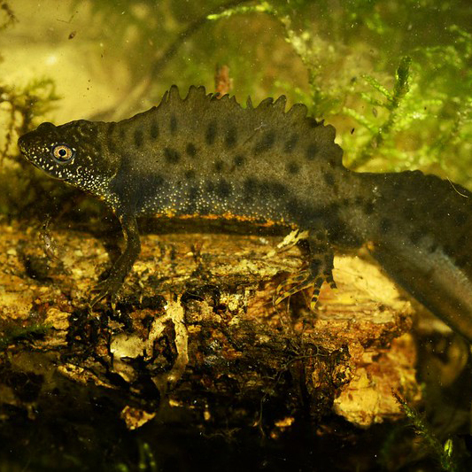 an underwater picture of a great crested newt