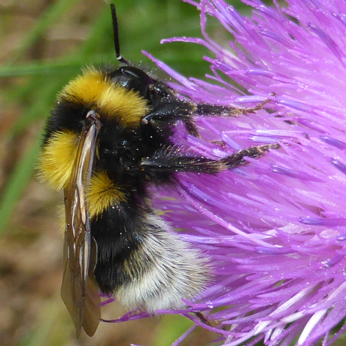 large garden bumble bee