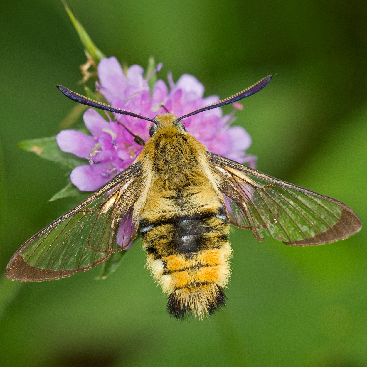 narrow-bordered bee hawk-moth