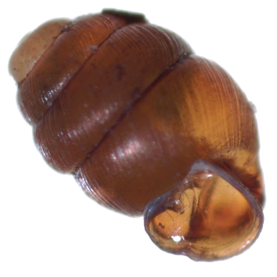 narrow-mouthed whorl snail