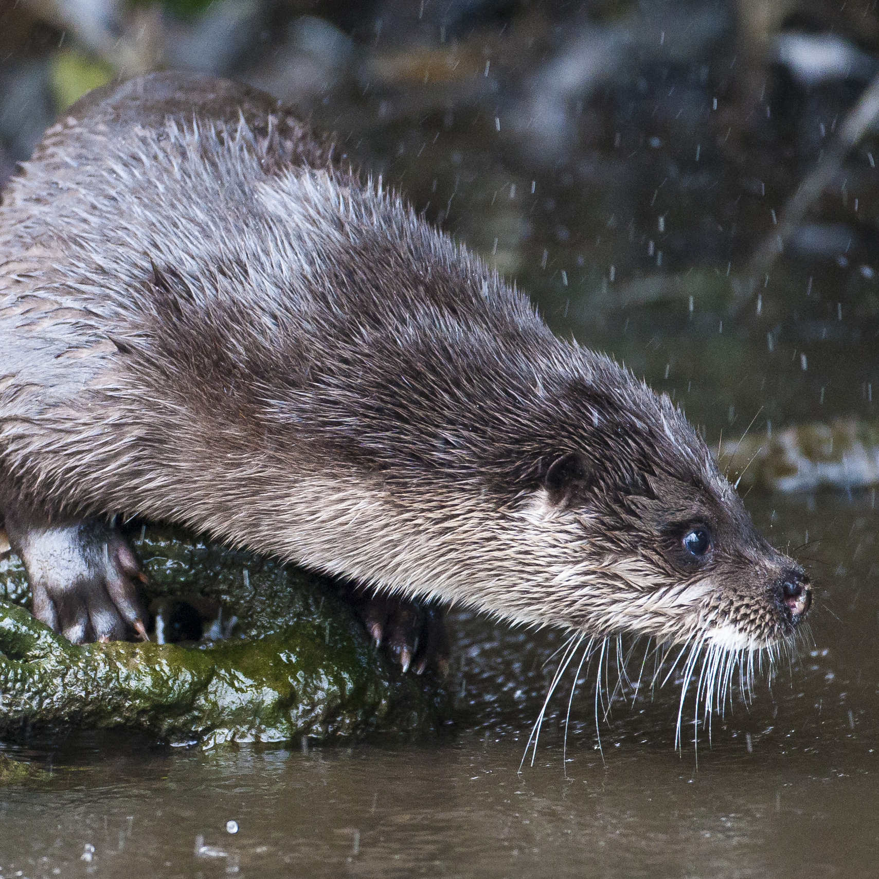 an otter on a riverbank