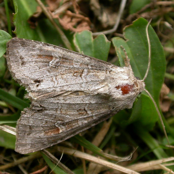 pale shining brown moth