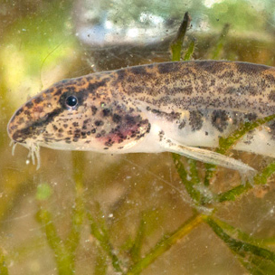 Spined Loach