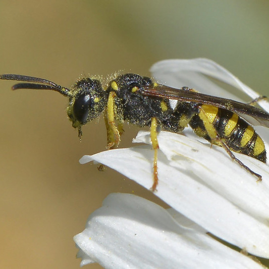 weevil hunting wasp
