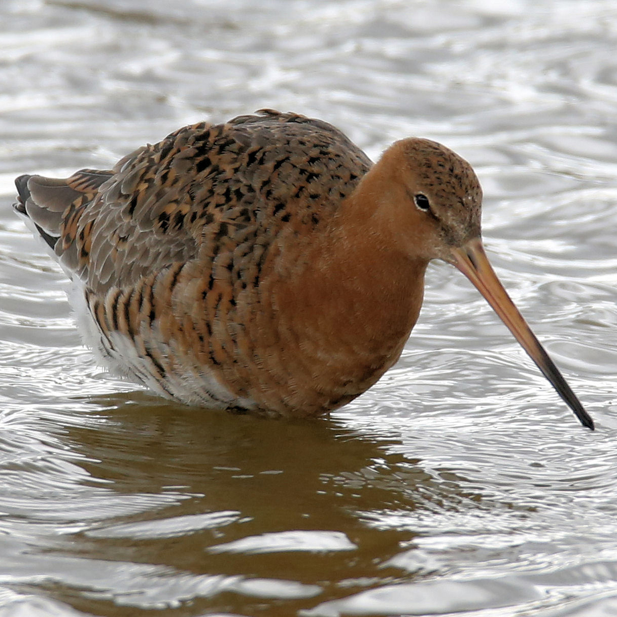 A black-tailed godwit looking for food in shallow water