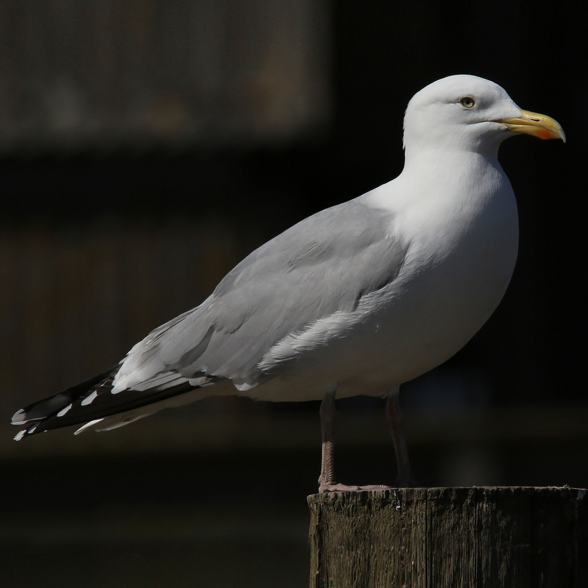 a herring gull perched on a wooden post
