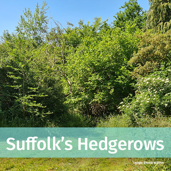 Suffolk's Hedgerows link