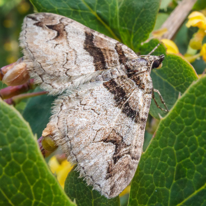 barberry carpet moth