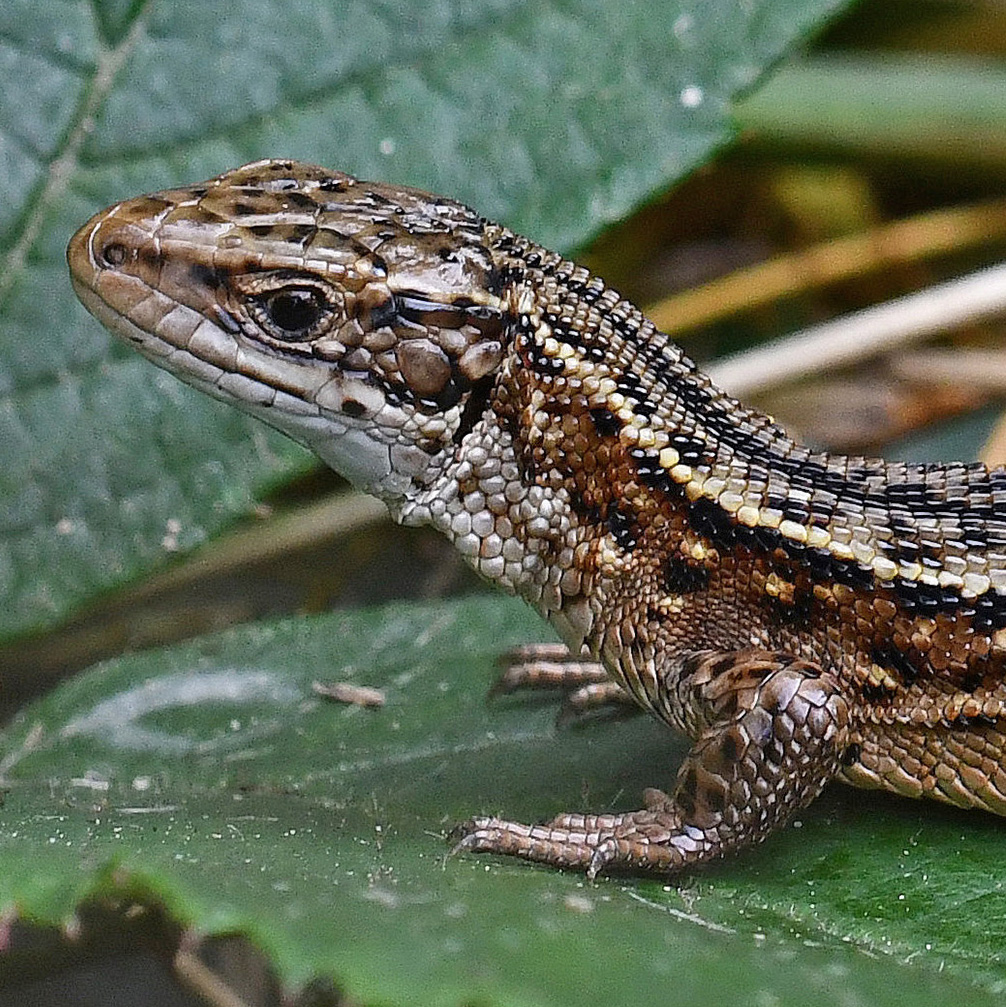 a common lizard sitting on a leaf