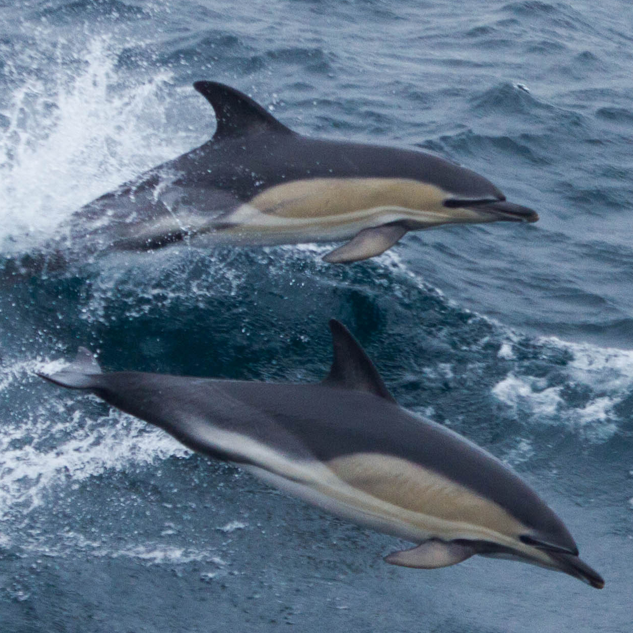 Two common dolphins jumping