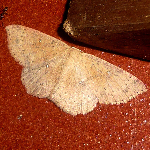 False Mocha moth
