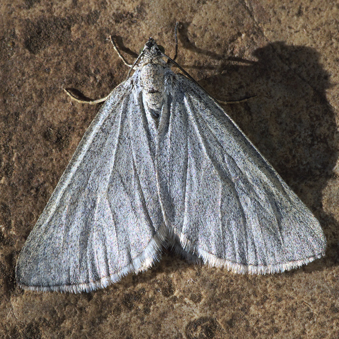 grey carpet moth