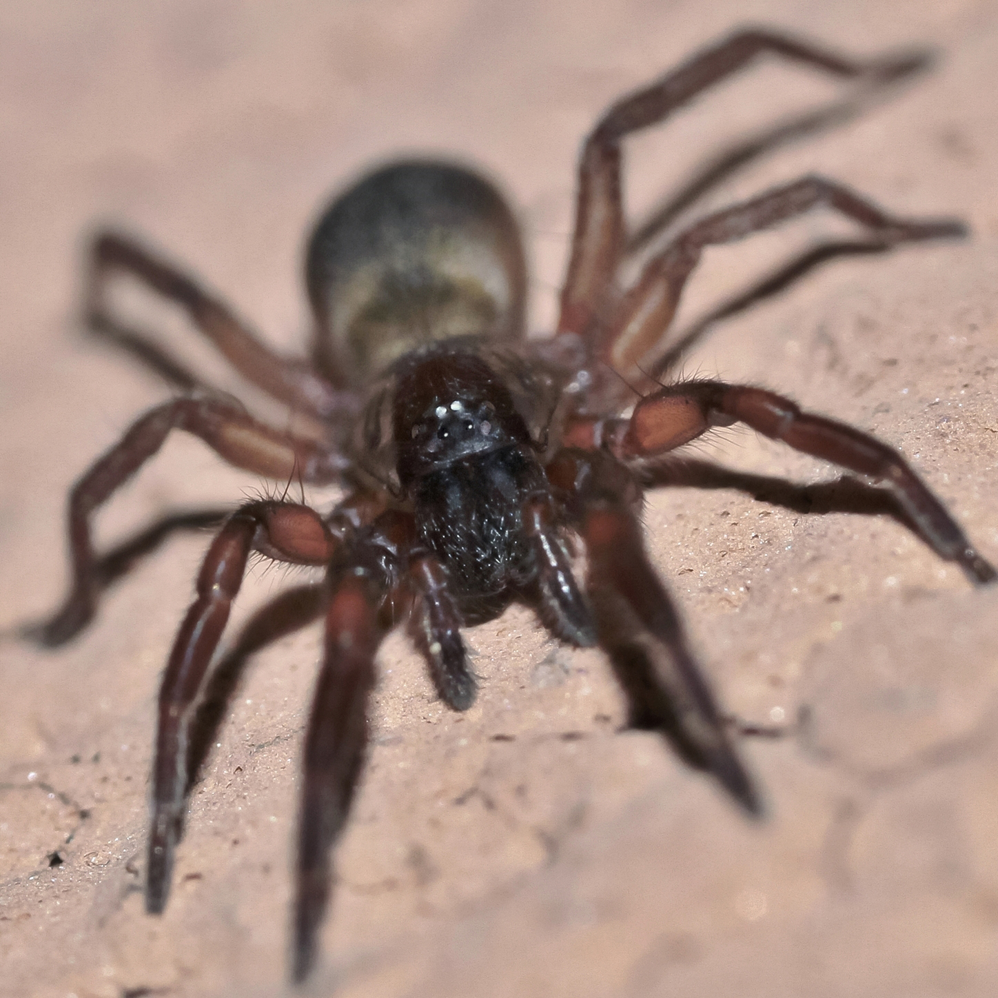 heath grasper spider