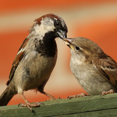a male house sparrow feeding one of his offspring