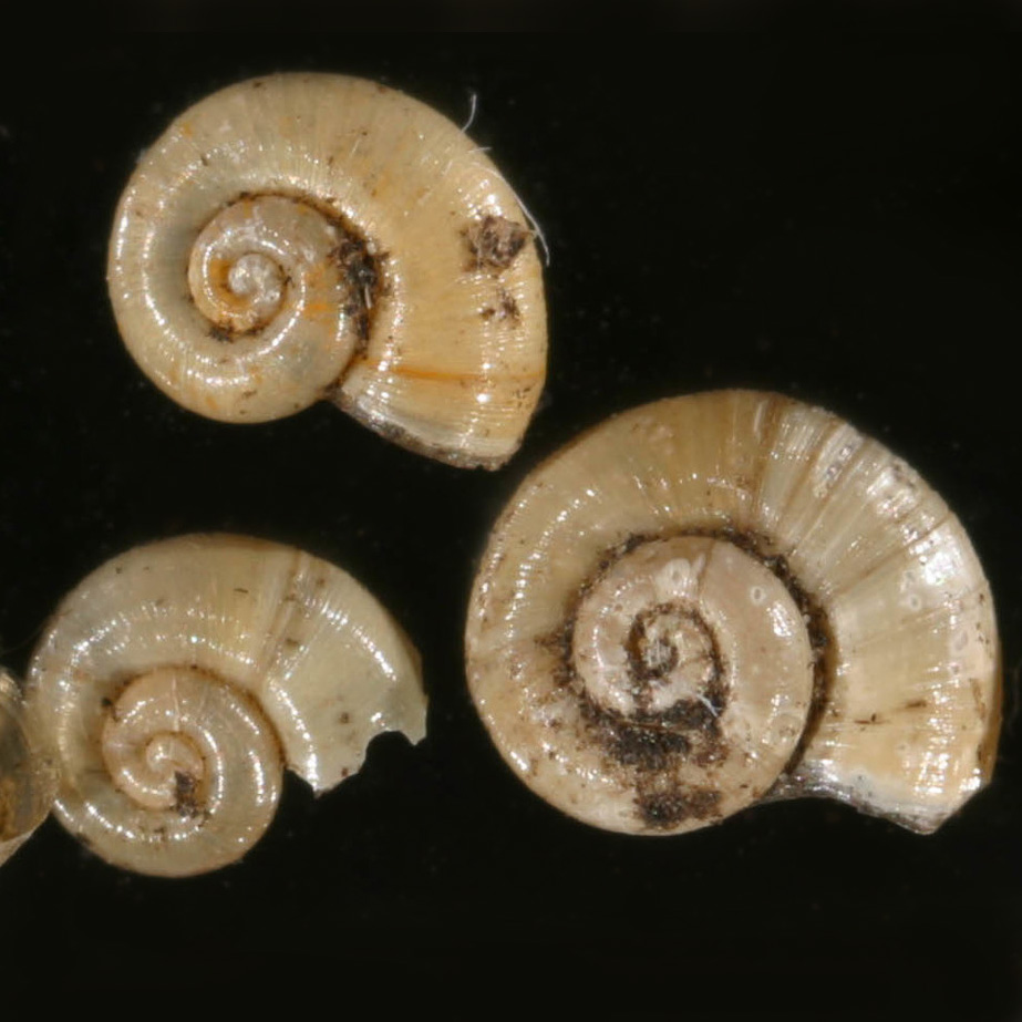 large-mouthed valve snail